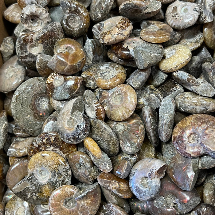 Ammonites (Polished)
