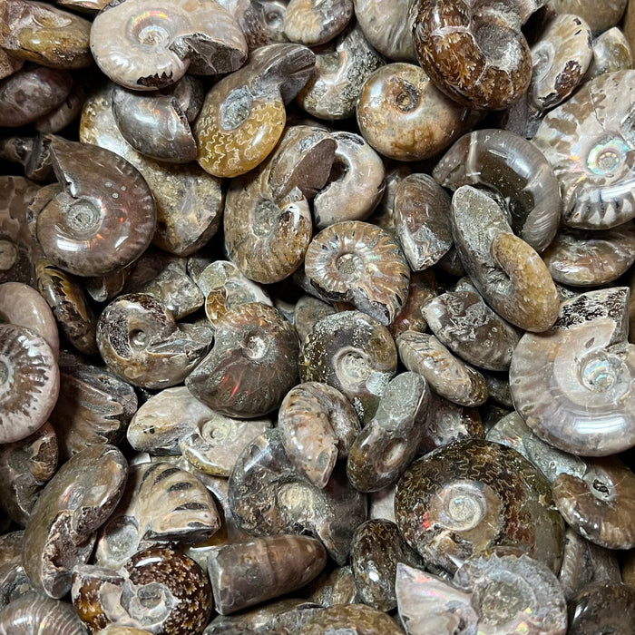 Ammonites (Polished)